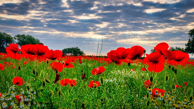 Poppies